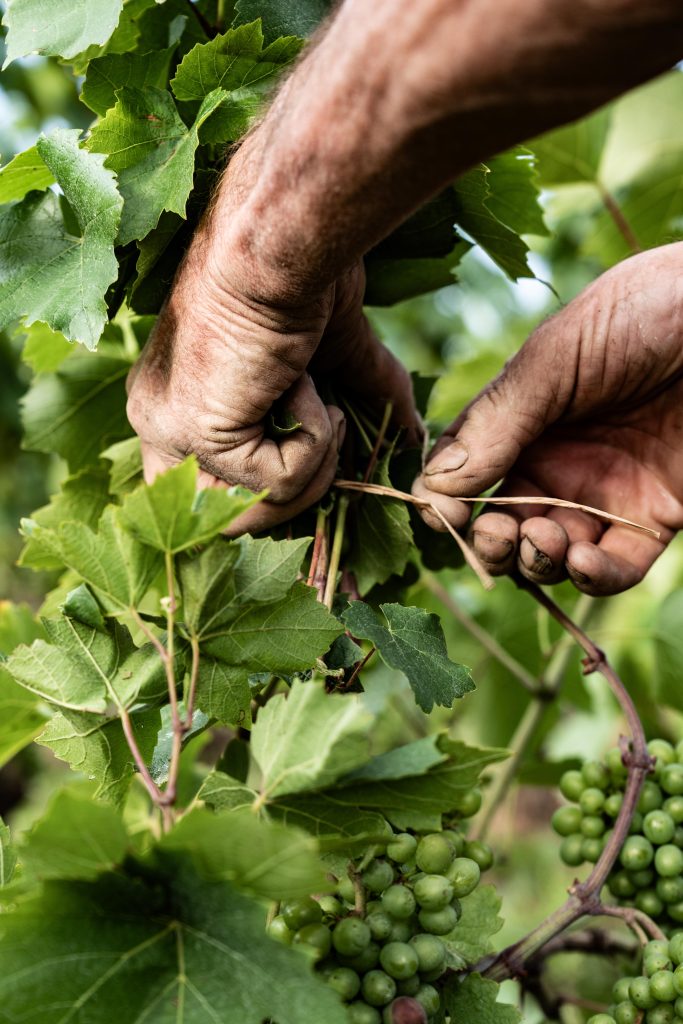 Photographie de geste à la vigne